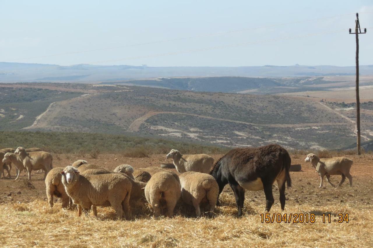 Hotel Melk Houte Bosch Guest Farm Swellendam Zewnętrze zdjęcie